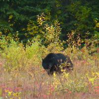 Schwarzbär &ndash; &copy; Kerstin Hugel (Eberhardt TRAVEL)