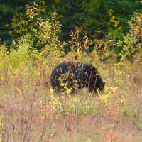 Schwarzbär &ndash; &copy; Kerstin Hugel (Eberhardt TRAVEL)