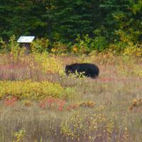 Schwarzbär &ndash; &copy; Kerstin Hugel (Eberhardt TRAVEL)