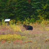 Schwarzbär &ndash; &copy; Kerstin Hugel (Eberhardt TRAVEL)