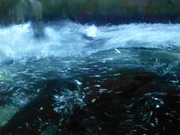 Capilano Salmon Hatchery &ndash; &copy; Kerstin Hugel (Eberhardt TRAVEL)