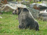 Grizzlybär 