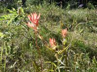 Indian Paint Brush &ndash; &copy; Elisabeth Fox-Maerki (Eberhardt TRAVEL)