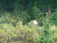 unser Grizzly 2 &ndash; &copy; Elisabeth Fox-Maerki (Eberhardt TRAVEL)