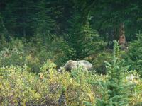 unser Grizzly 3 &ndash; &copy; Elisabeth Fox-Maerki (Eberhardt TRAVEL)