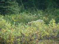 unser Grizzly 4