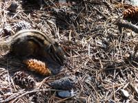 ein Chipmunk &ndash; &copy; Elisabeth Fox-Maerki (Eberhardt TRAVEL)