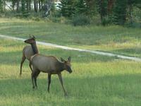 Wapiti-Damen &ndash; &copy; Elisabeth Fox-Maerki (Eberhardt TRAVEL)