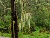 Urwald