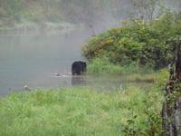 auch er will keine Lachse heute  &ndash; &copy; Elisabeth Fox-Maerki (Eberhardt TRAVEL)