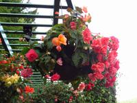 Butchards Garden &ndash; &copy; Christina Schwarz (Eberhardt TRAVEL)