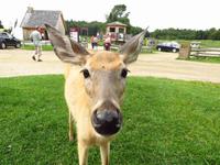 Omega Wildpark &ndash; &copy; Christina Schwarz (Eberhardt TRAVEL)