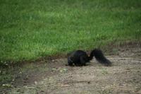 Eichhörnchen &ndash; &copy; Christina Schwarz (Eberhardt TRAVEL)