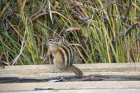 Chipmunk &ndash; &copy; Christina Schwarz (Eberhardt TRAVEL)