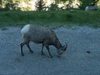 Krummhornschaf &ndash; &copy; Elisabeth Fox-Maerki (Eberhardt TRAVEL)