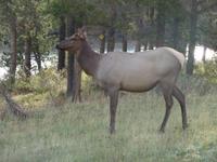 Wapiti in Jasper &ndash; &copy; Elisabeth Fox-Maerki (Eberhardt TRAVEL)