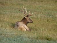 hier ist unser Wapitihirsch &ndash; &copy; Elisabeth Fox-Maerki (Eberhardt TRAVEL)