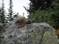 Murmeltiere &ndash; &copy; Elisabeth Fox-Maerki (Eberhardt TRAVEL)
