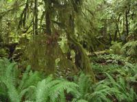 im Regenwald &ndash; &copy; Elisabeth Fox-Maerki (Eberhardt TRAVEL)