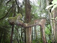 Wurzelbild &ndash; &copy; Elisabeth Fox-Maerki (Eberhardt TRAVEL)