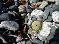 Gruen Seeigel &ndash; &copy; Elisabeth Fox-Maerki (Eberhardt TRAVEL)