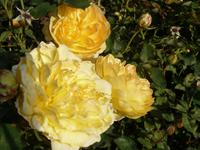 nochmehr Rosen ende September &ndash; &copy; Elisabeth Fox-Maerki (Eberhardt TRAVEL)