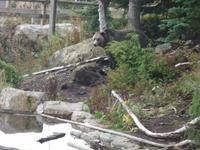 Grinder, der Grizzly &ndash; &copy; Elisabeth Fox-Maerki (Eberhardt TRAVEL)