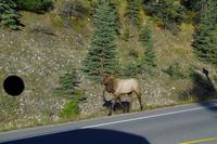 Wapiti &ndash; &copy; Josefin Keilwagen (Eberhardt TRAVEL)
