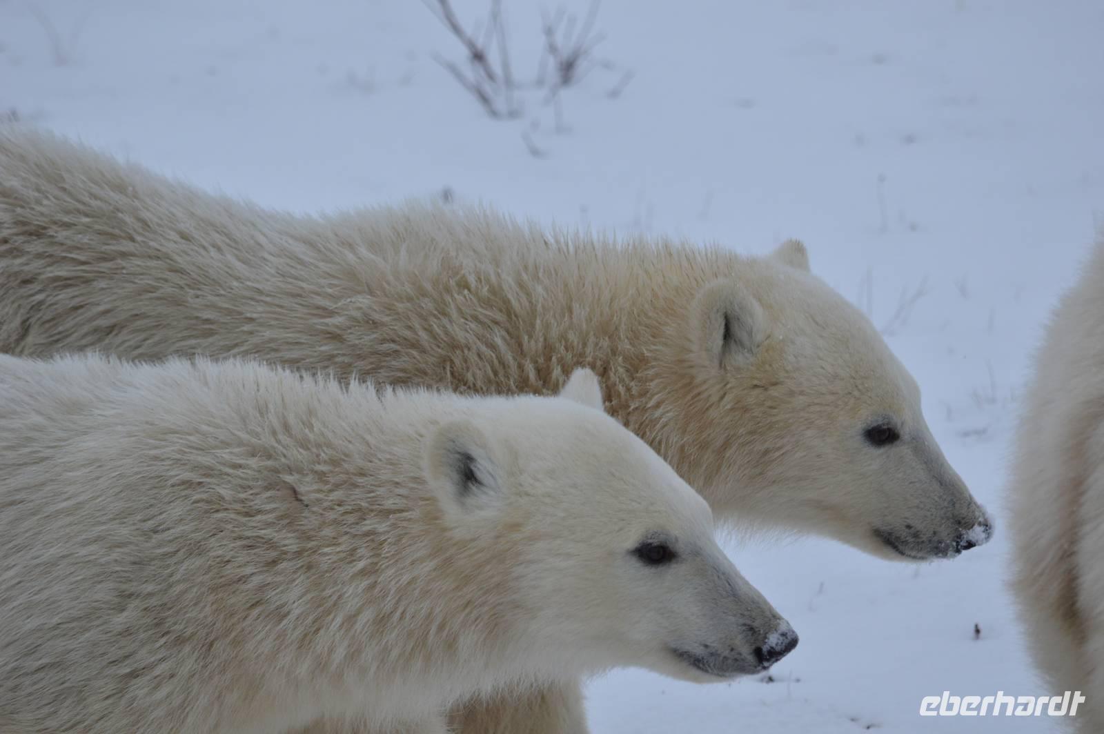 eisbär13 &ndash; &copy; Hubert Lücker (Eberhardt TRAVEL)