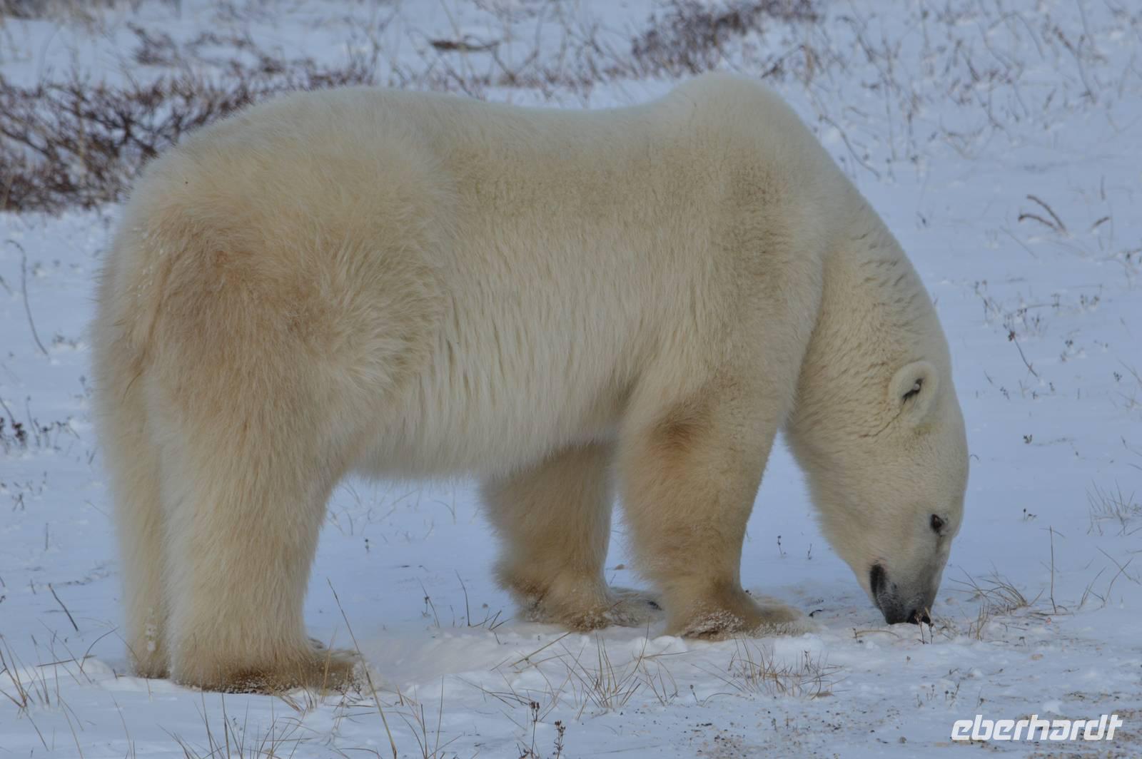 eisbär5 &ndash; &copy; Hubert Lücker (Eberhardt TRAVEL)