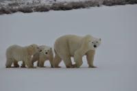 eisbär10 &ndash; &copy; Hubert Lücker (Eberhardt TRAVEL)