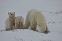 eisbär11