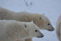 eisbär13 &ndash; &copy; Hubert Lücker (Eberhardt TRAVEL)