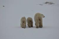 eisbär14 &ndash; &copy; Hubert Lücker (Eberhardt TRAVEL)