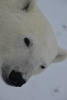 eisbär15 &ndash; &copy; Hubert Lücker (Eberhardt TRAVEL)
