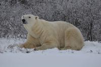 eisbär16 &ndash; &copy; Hubert Lücker (Eberhardt TRAVEL)