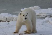 eisbär3 &ndash; &copy; Hubert Lücker (Eberhardt TRAVEL)