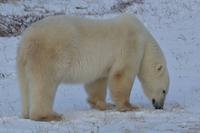 eisbär5 &ndash; &copy; Hubert Lücker (Eberhardt TRAVEL)
