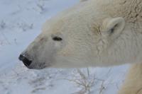 eisbär6