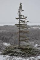 tundra2