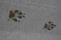 wolfsspuren