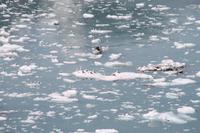 Hubbard Gletscher &ndash; &copy; Jacob Spangenberg (Eberhardt TRAVEL)