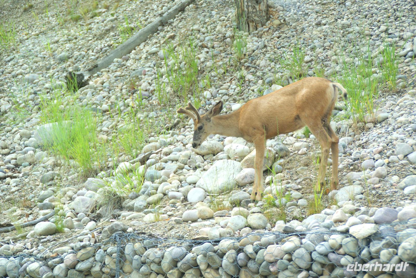 Canadian Wildlife am Wegesrand &ndash; &copy; Susanne Schirmann (Eberhardt TRAVEL)