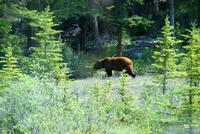 Endlich...die Bären sind los in der Nähe von Jasper!!!! Juchuuuuu.... &ndash; &copy; Susanne Schirmann (Eberhardt TRAVEL)