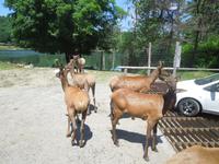 101 Omega Wildlife Park Wapiti &ndash; &copy; Stefanie Schneider (Eberhardt TRAVEL)