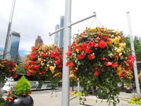 229 Calgary &ndash; &copy; Stefanie Schneider (Eberhardt TRAVEL)