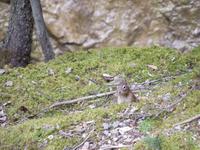 276 Johnston Canyon