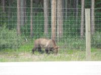301 Grizzly &ndash; &copy; Stefanie Schneider (Eberhardt TRAVEL)