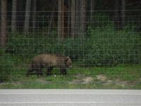302 Grizzly &ndash; &copy; Stefanie Schneider (Eberhardt TRAVEL)