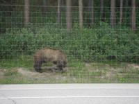 304 Grizzly &ndash; &copy; Stefanie Schneider (Eberhardt TRAVEL)